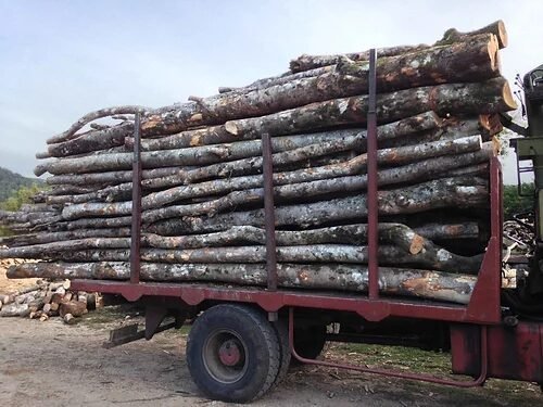 Akazie – LKW 50 Rinder Akazie – LKW 50 Rinder – Bild 1